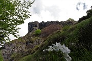 Alla Madonna delle Cime sul Corno Zuccone (1458 m) da Reggetto di Vedeseta il 14 maggio 2017 - FOTOGALLERY
